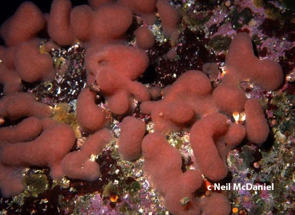 Photo of Cystodytes lobatus by <a href="http://www.seastarsofthepacificnorthwest.info/">Neil McDaniel</a>